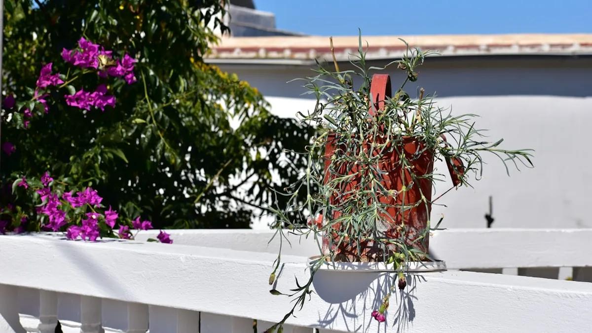 Les aromatiques faciles pour commencer