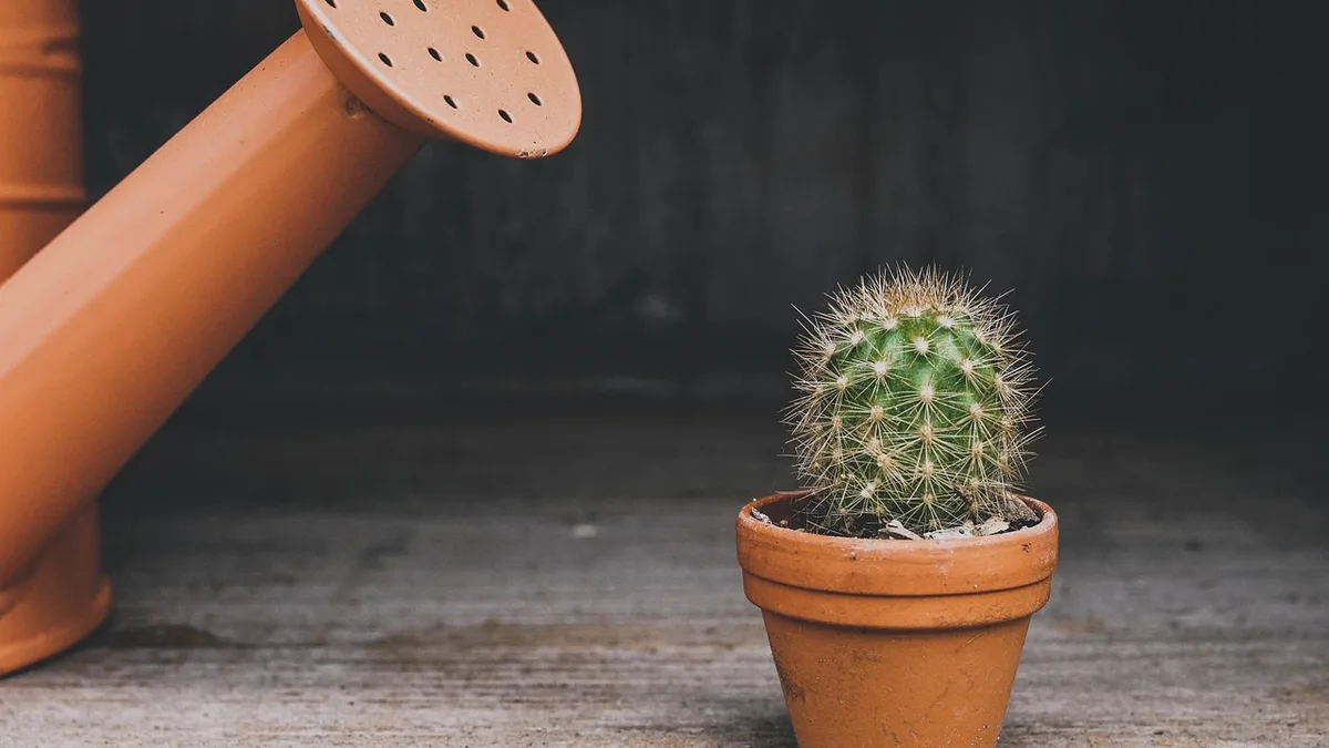 Entretien cactus intérieur : arrosage d'un cactus