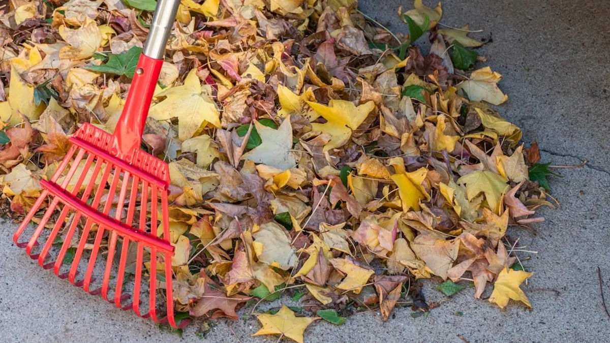 Que faire au jardin en automne : le programme du mois