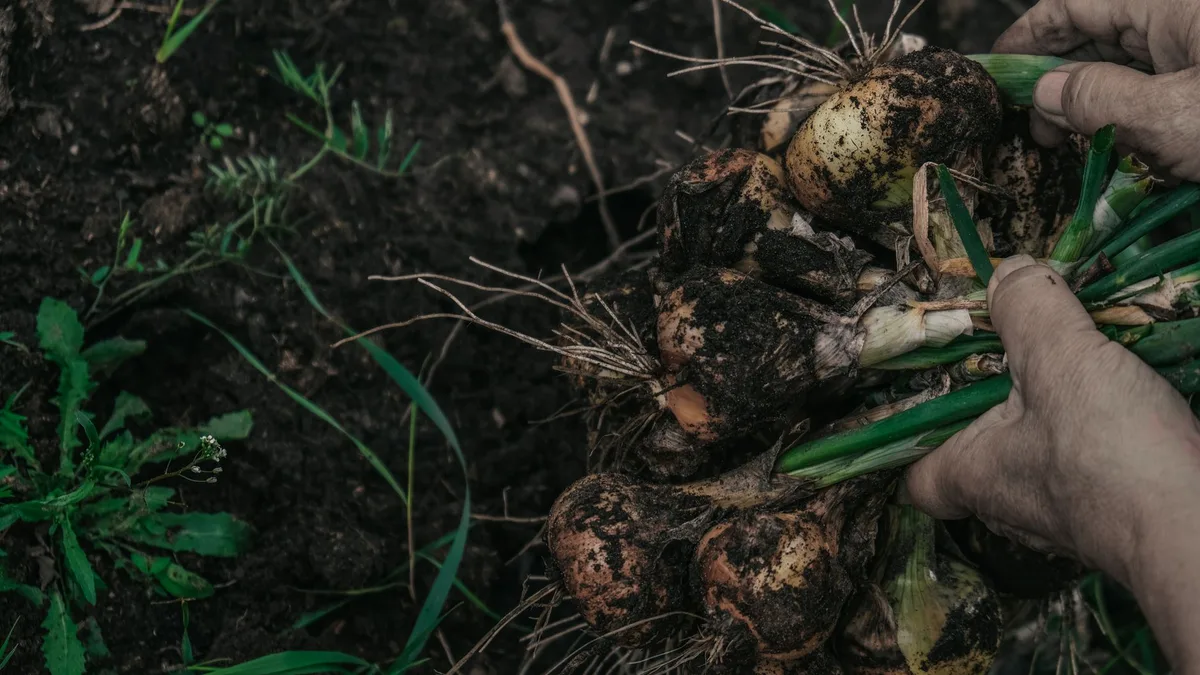 Un potager de bon rendement sans produits