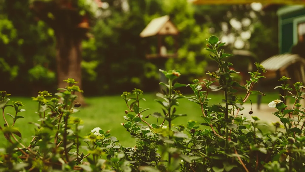 Quelles plantes aiment le marc de café, et à quelle dose